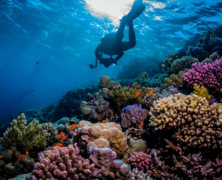 Best diving Red Sea
