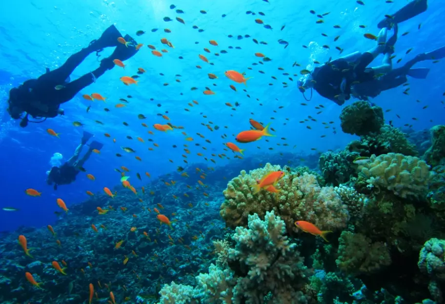 Top 5 dive sites in the world