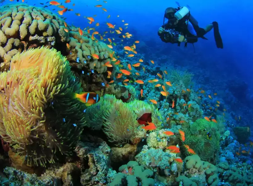 scuba diving travel