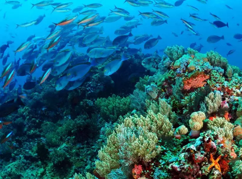 top scuba diving destinations