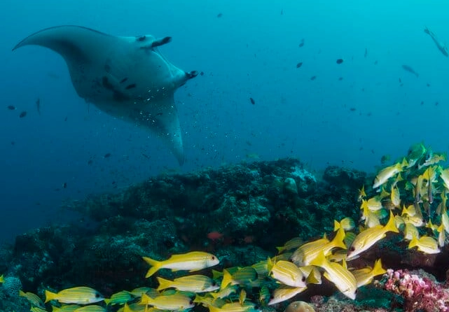 top scuba diving destinations