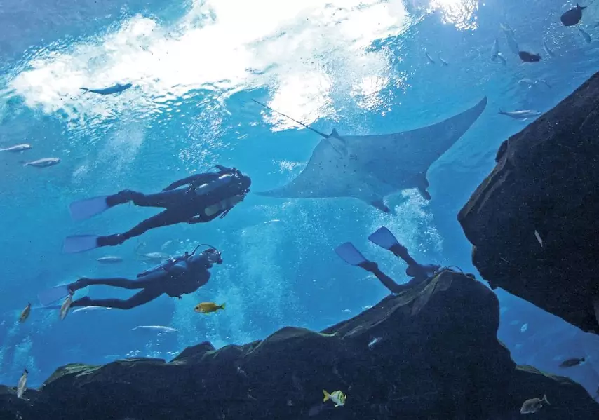 Georgia Aquarium scuba diving