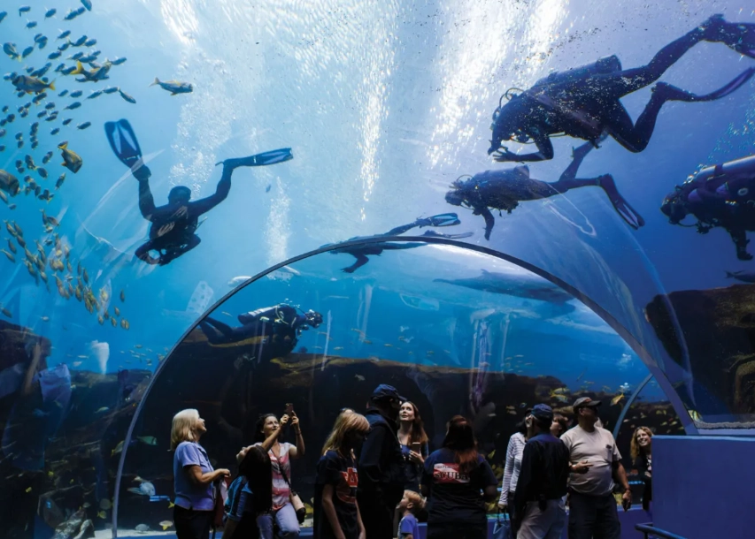 Can you go scuba diving in the Georgia Aquarium?