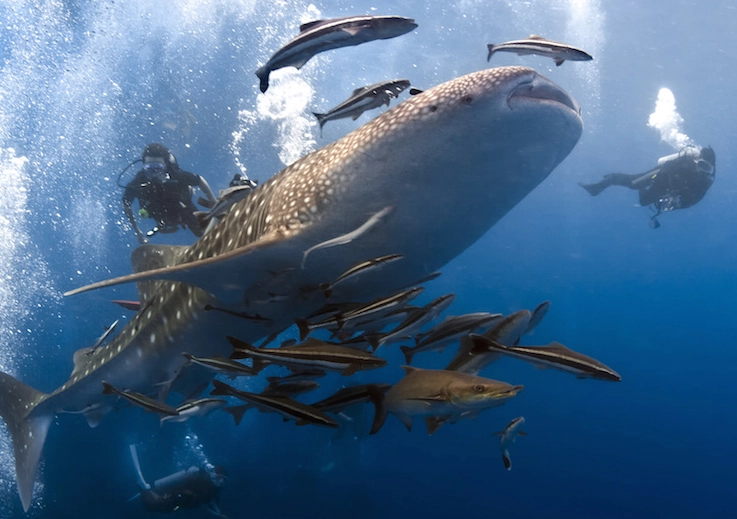 What are the top 10 dive sites in the world?