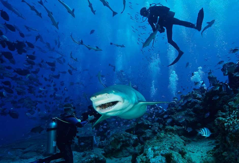top scuba diving destinations top scuba diving destinations
