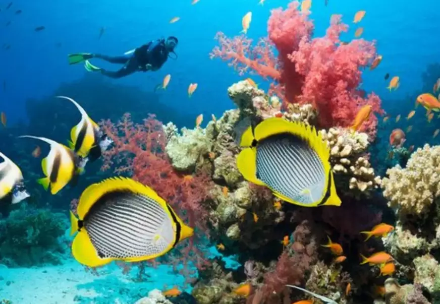 how to choose a dive spot how to choose a dive spot