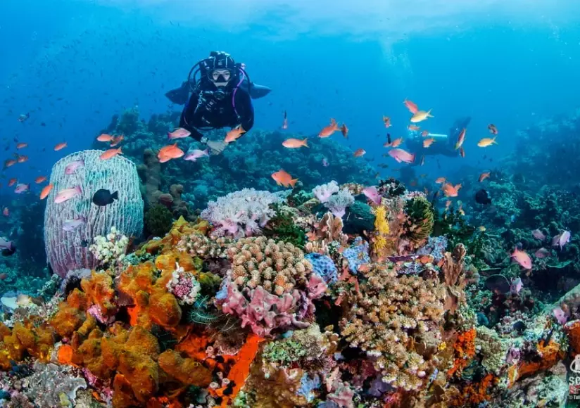 Philippines diving capital Philippines diving capital