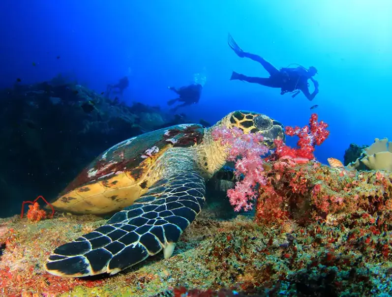 best diving december caribbean