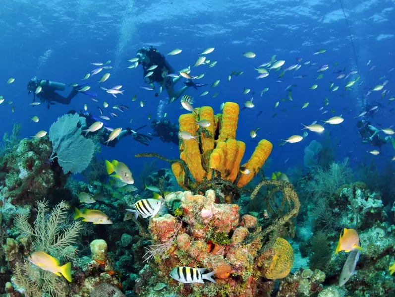 caribbean diving december