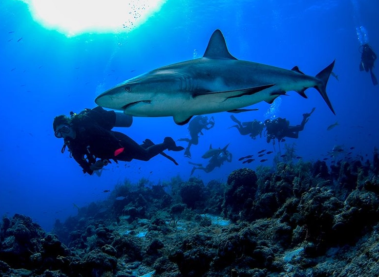 best diving december caribbean