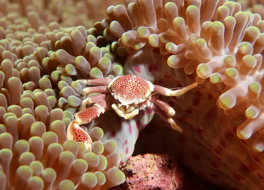 scuba diving in november