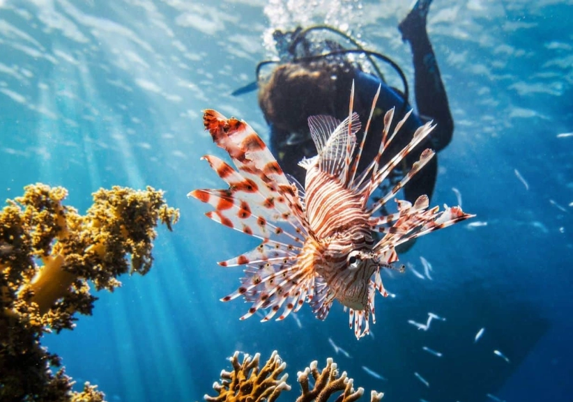 top scuba diving destinations