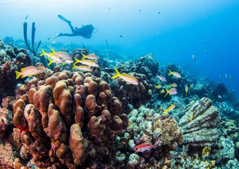 beginner dive sites caribbean