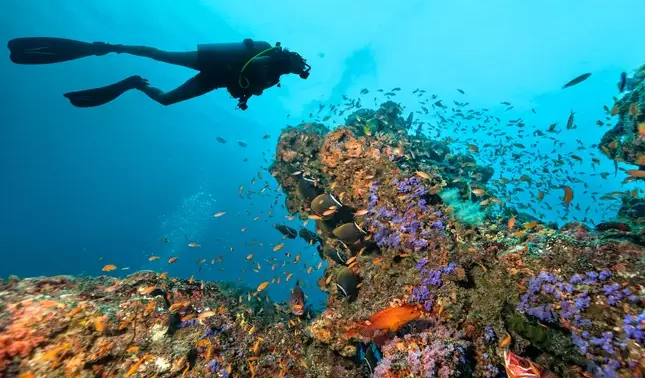 best diving november