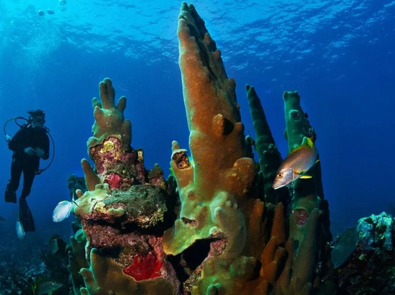 november diving conditions