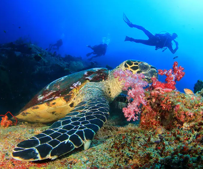 Caribbean diving destinations