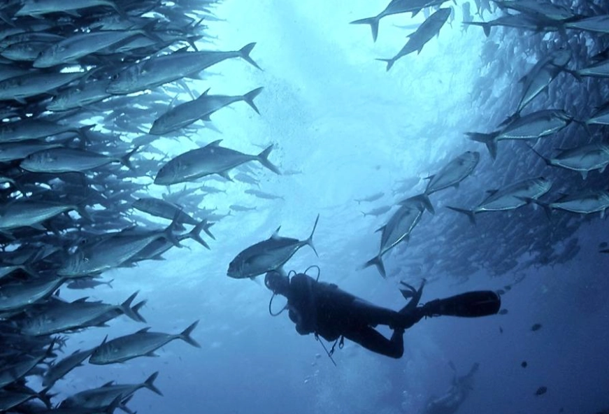 Philippines diving season Philippines diving season