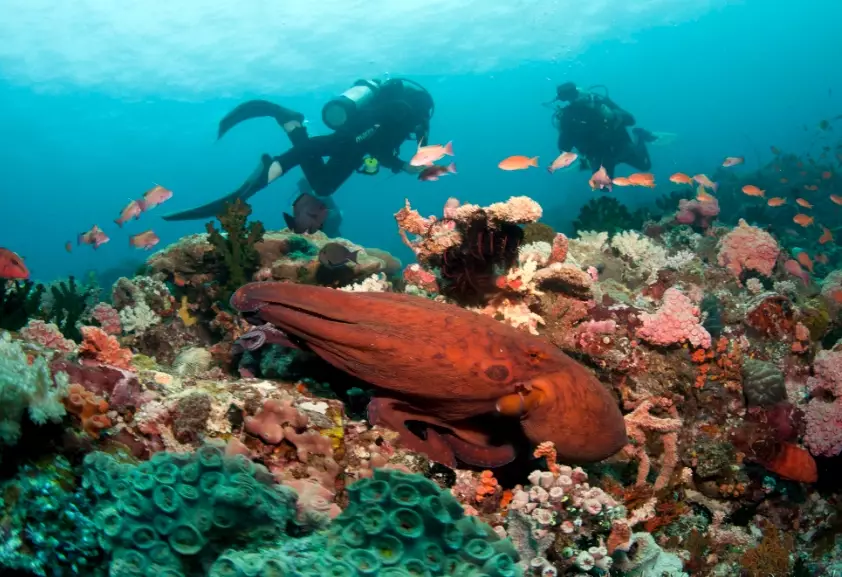 philippines dive sites for beginners