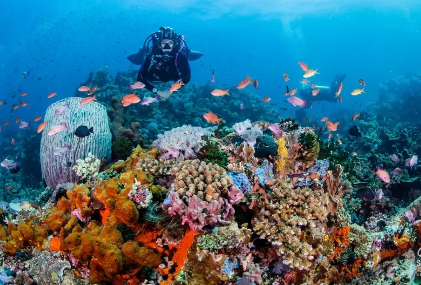 Puerto Galera diving Puerto Galera diving