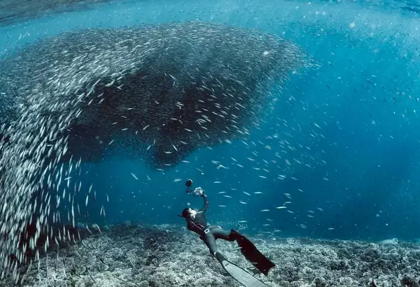 best Philippines dive sites best Philippines dive sites