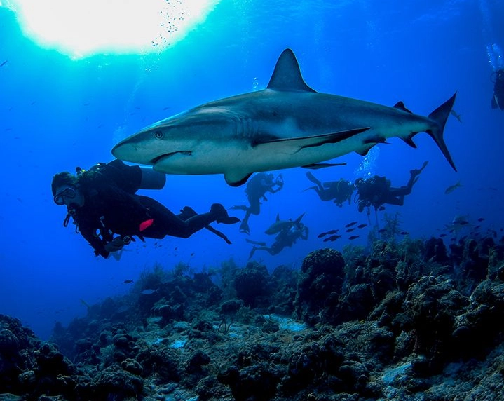 Caribbean scuba diving