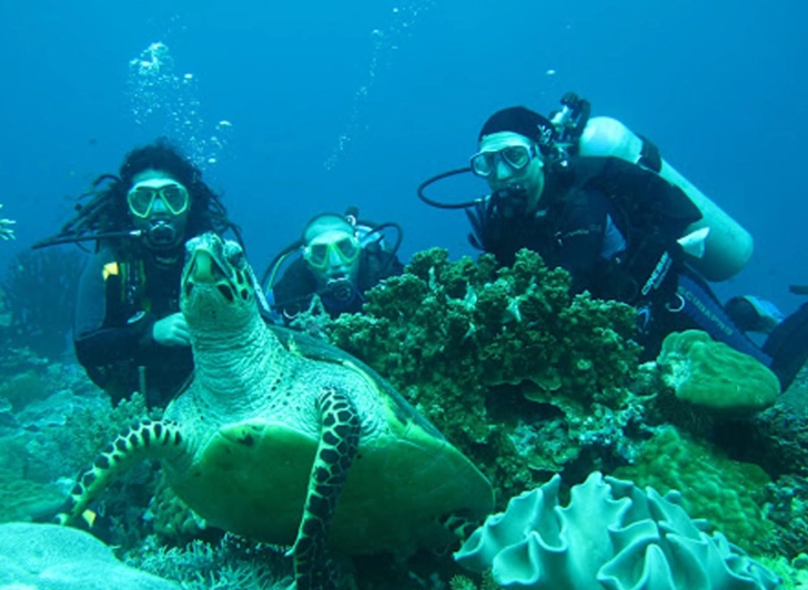 What are the best diving months in the philippines for beginners