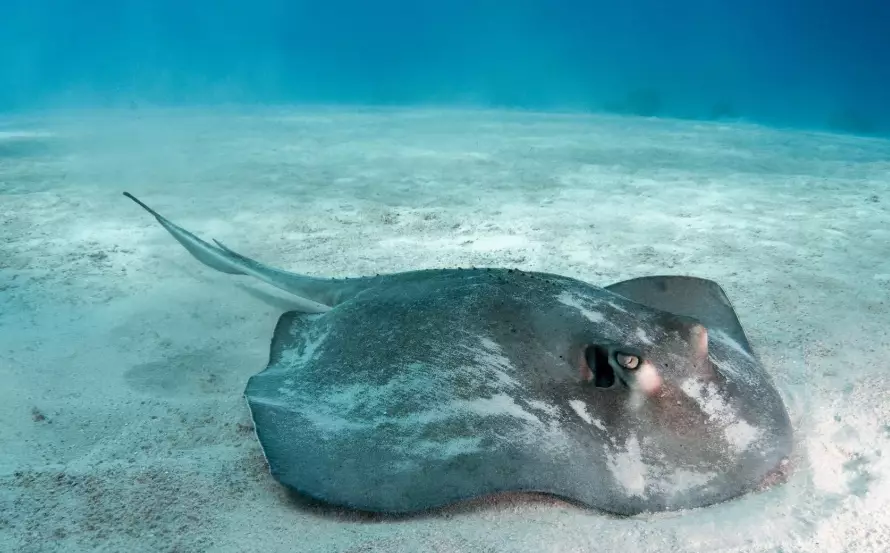 Turks and Caicos conch diving spots