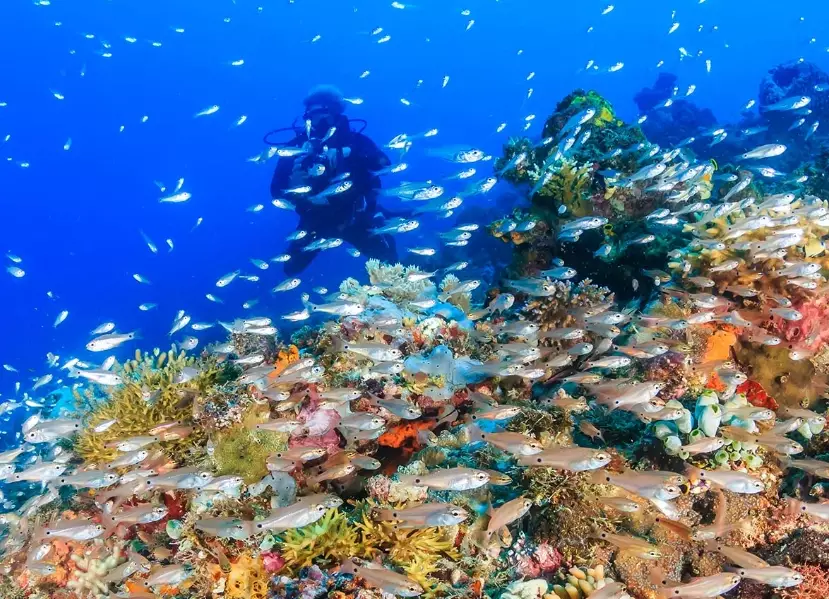 best dive sites fall