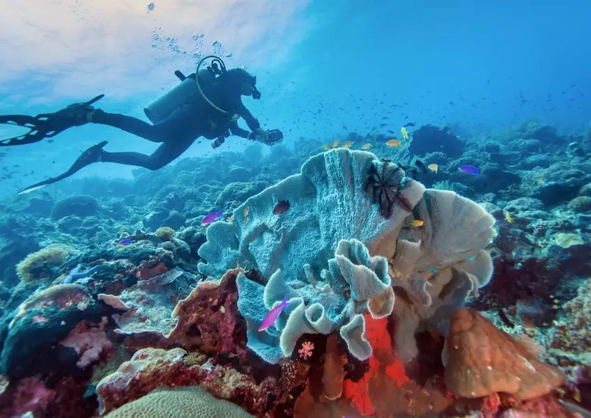 Philippines diving season Philippines diving season