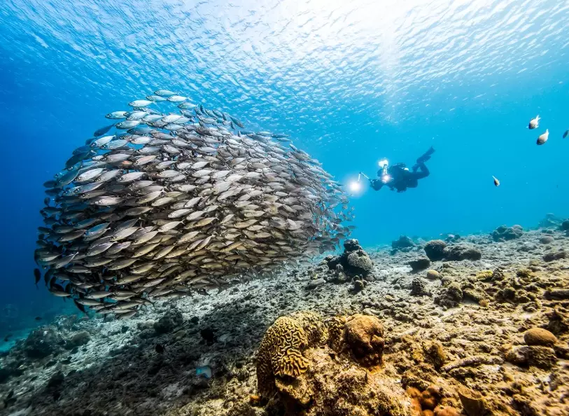 best dive sites fall