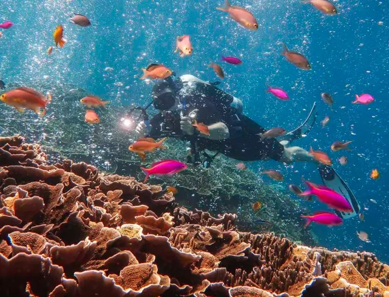 Where is the best diving in the Philippines?