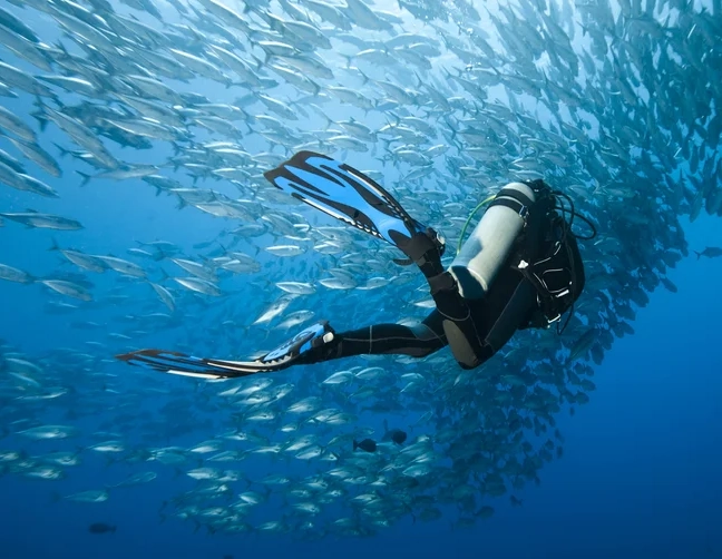 best diving Philippines best diving Philippines