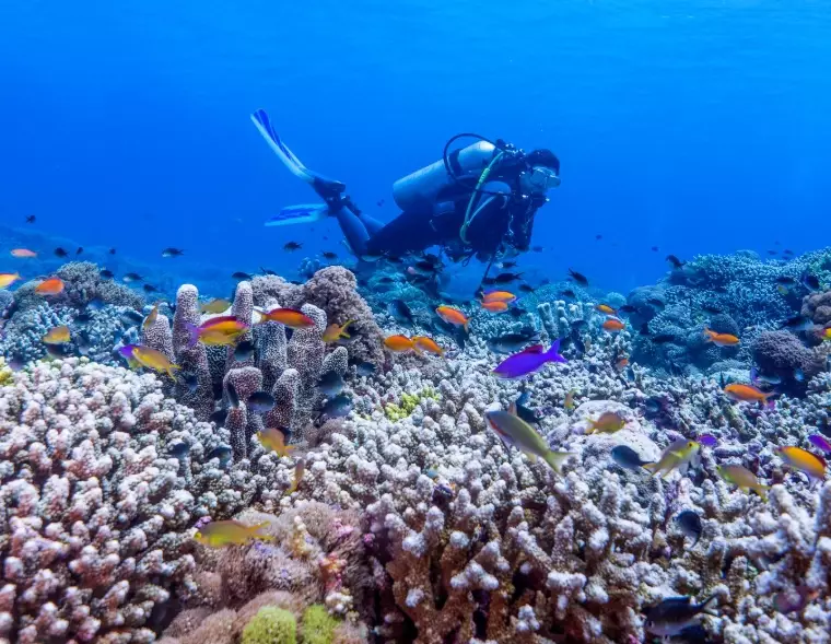 Philippines dive sites for beginners