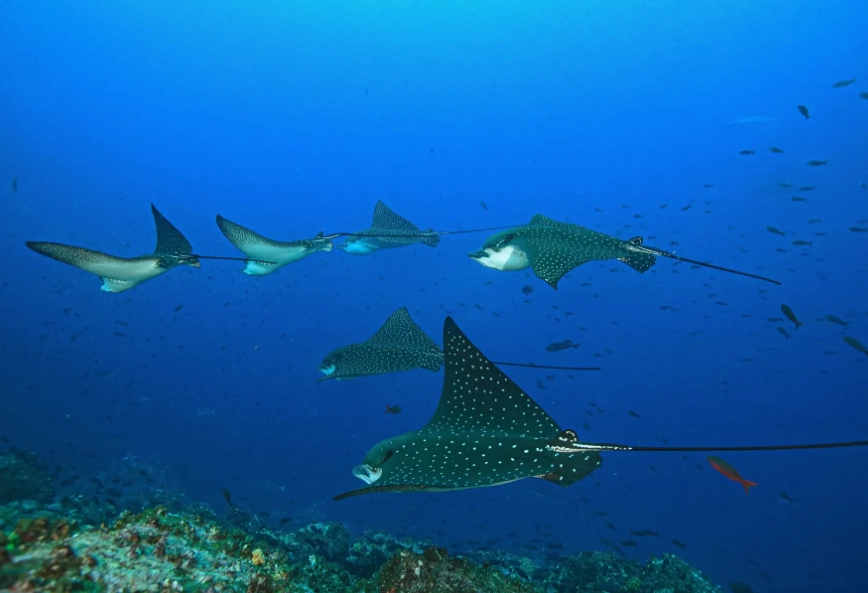 best months to dive Philippines best months to dive Philippines