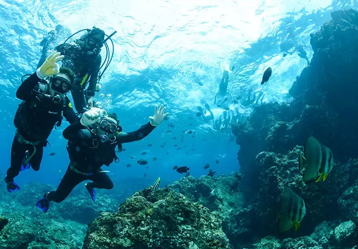Conch diving Turks and Caicos