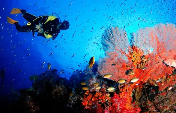 december dive travel