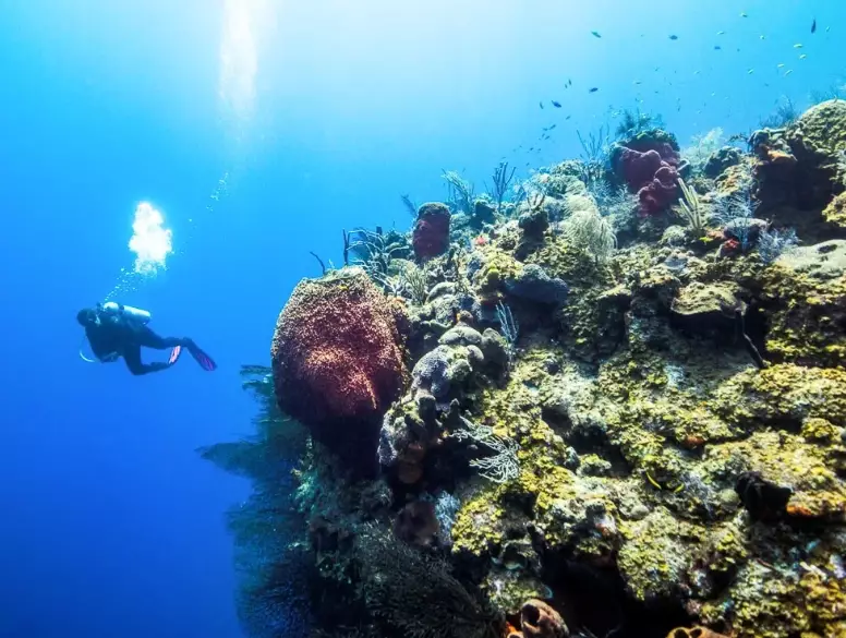 diving Providenciales diving Providenciales