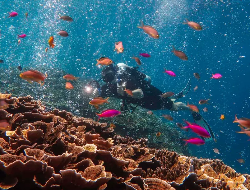 Philippines diving season Philippines diving season