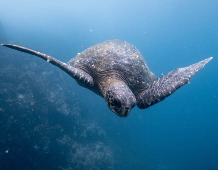 scuba diving in December scuba diving in December