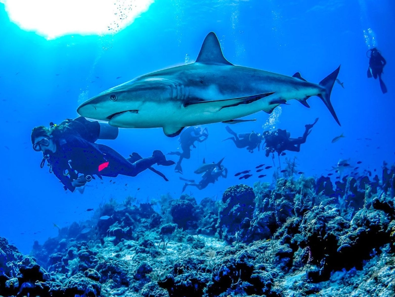 Turks and Caicos diving Turks and Caicos diving