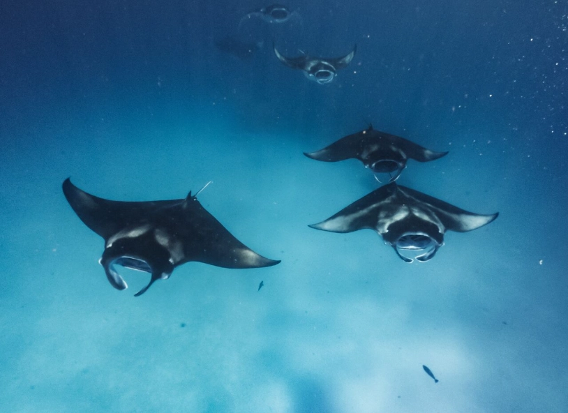 October dive destinations