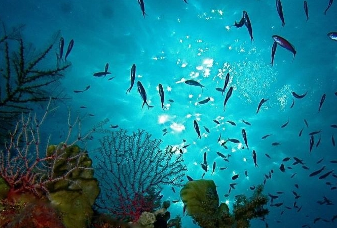 best diving in the Philippines