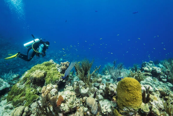 Caribbean diving trips