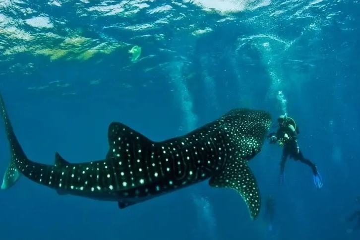 when to dive Moalboal when to dive Moalboal