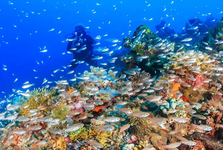 Best diving Caribbean April