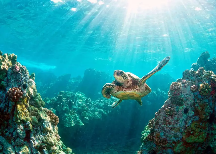 Tubbataha Reefs Natural Park