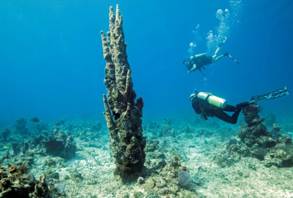 Caribbean diving trips