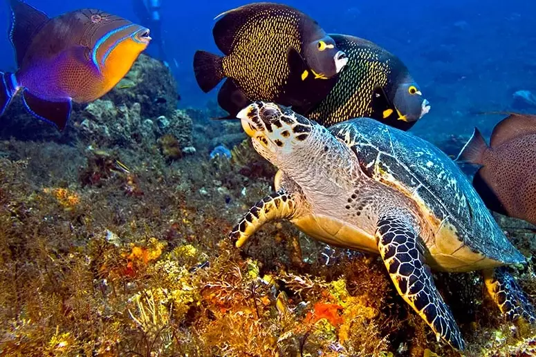 Which Caribbean island has the best scuba diving?