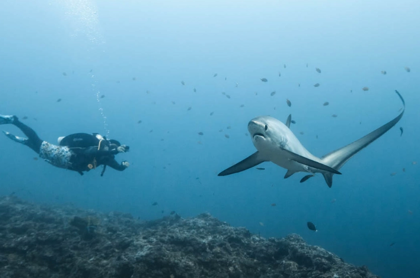 Cebu diving season Cebu diving season
