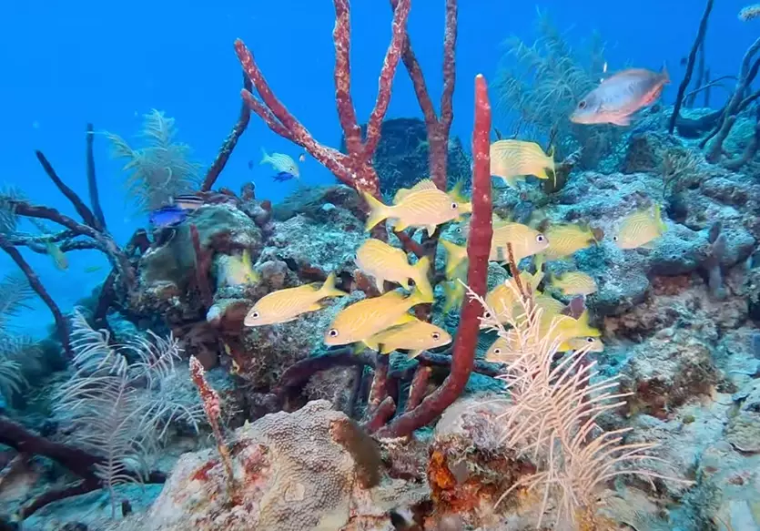 diving season by month diving season by month